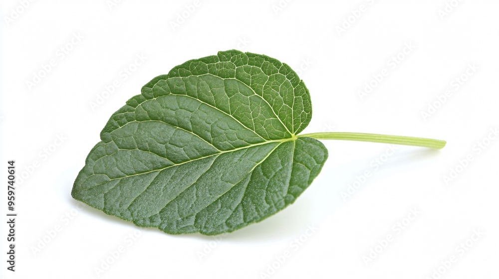 Fresh Mint Leaf Isolated on White Background for Culinary, Herbal, and Aromatic Concepts Fresh Mint Leaf Isolated on White Background for Culinary, Herbal, and Aromatic Concepts
