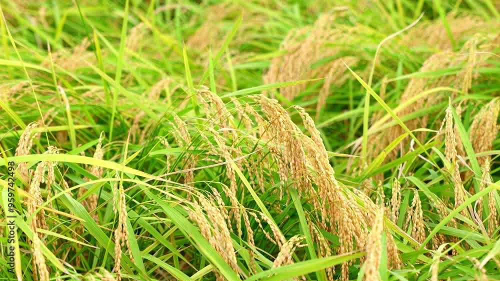 Ears of rice plants in a paddy field in autumn Ears of rice plants in a paddy field in autumn