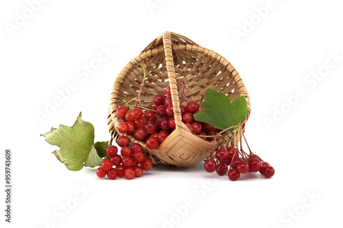 Fresh red guelder rose berries overflowing from a wicker basket isolated on white photo