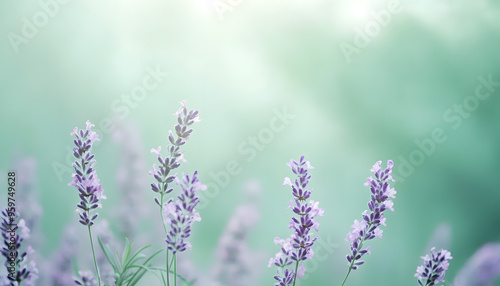 A single pastel color, such as mint green or lavender, providing a soothing and simple backdrop