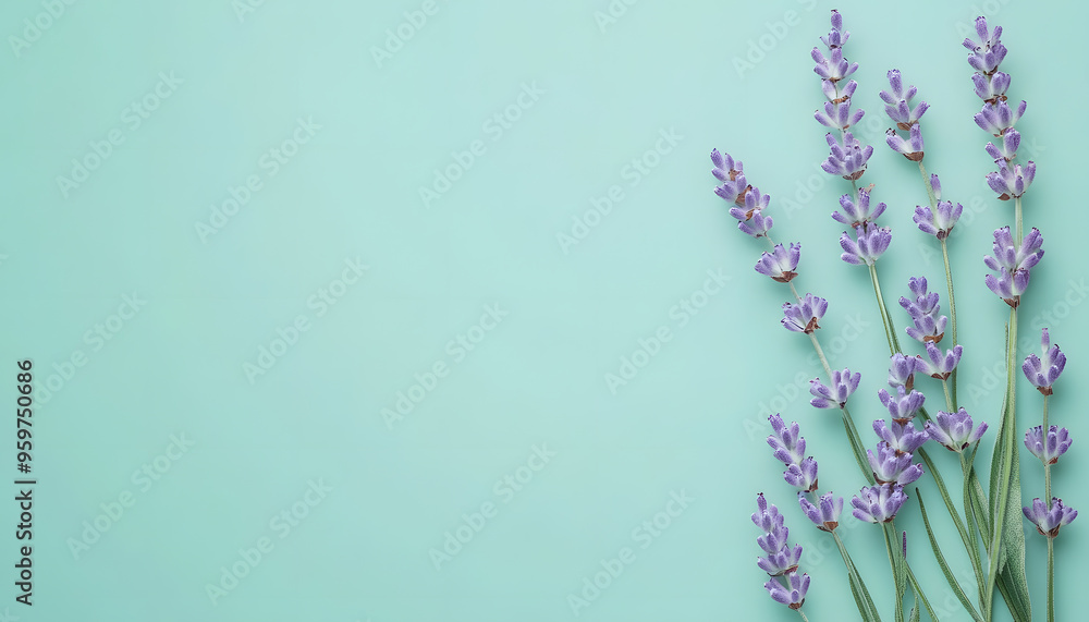 A single pastel color, such as mint green or lavender, providing a soothing and simple backdrop A single pastel color, such as mint green or lavender, providing a soothing and simple backdrop