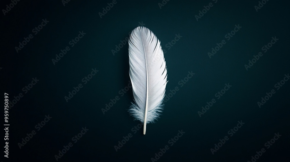 white feather on dark background white feather on dark background