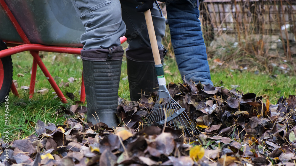 Fototapeta premium A man rakes dry fallen leaves from the ground into a wheelbarrow. Cleaning the lawn. Autumn gardening. Preparing the garden for winter.