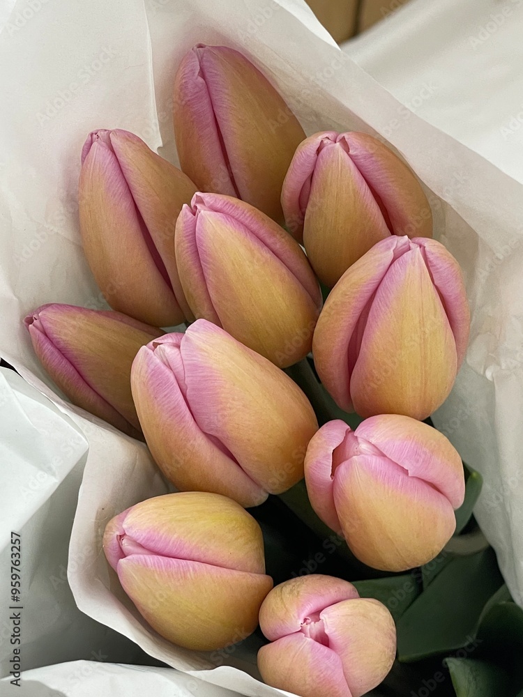 Fototapeta premium Flowers tulips