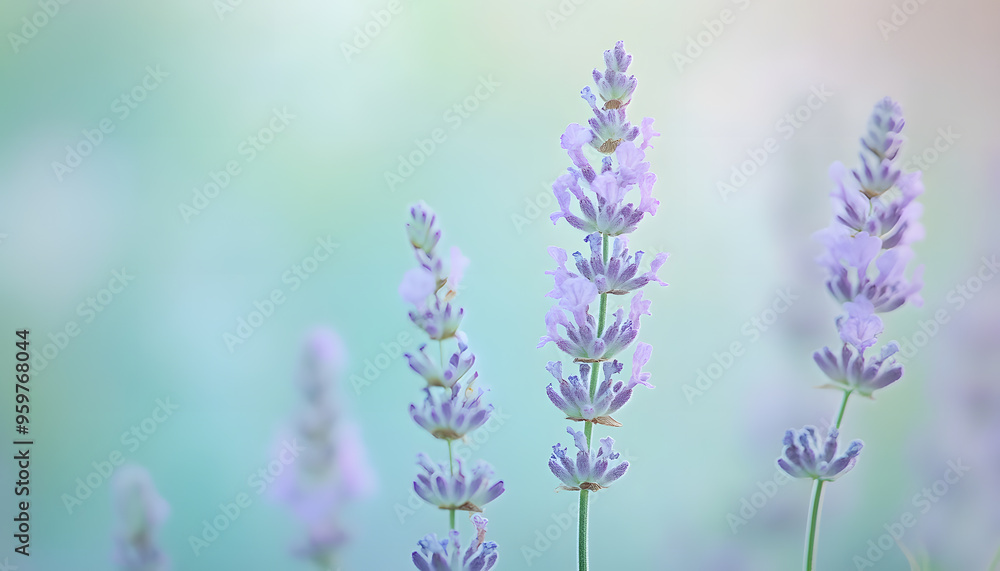 Obraz premium A single pastel color, such as mint green or lavender, providing a soothing and simple backdrop