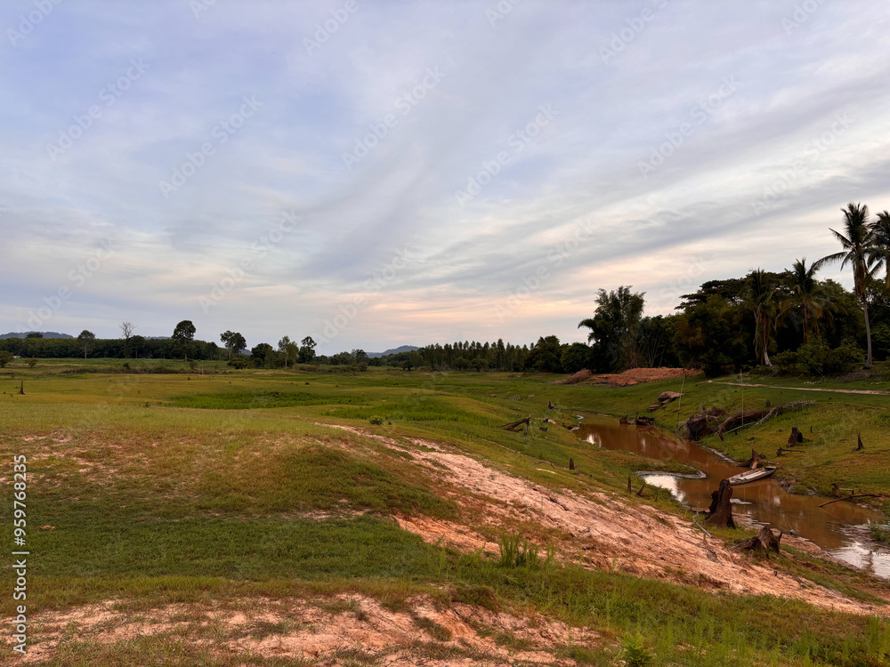 Obraz premium cows in the field