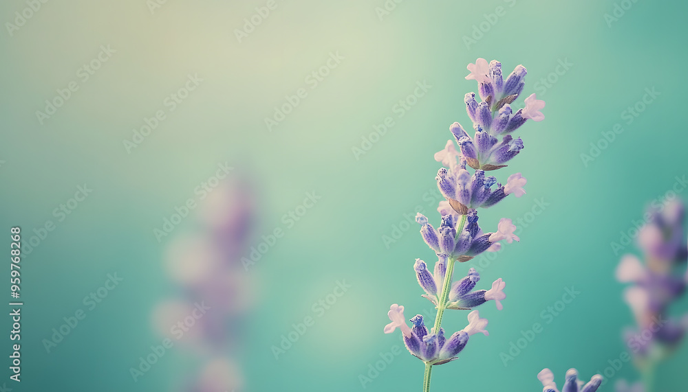 Obraz premium A single pastel color, such as mint green or lavender, providing a soothing and simple backdrop