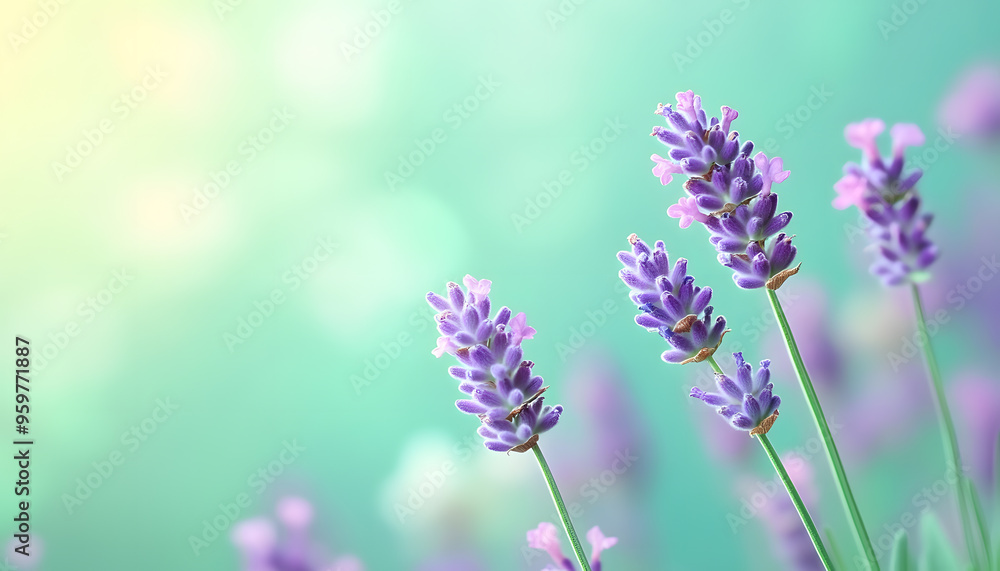 Obraz premium A single pastel color, such as mint green or lavender, providing a soothing and simple backdrop