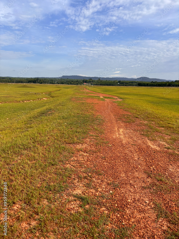 Obraz premium road in the field