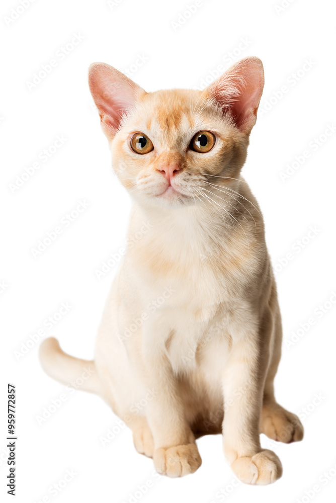 Red Burmese kitten on transparent background. Red Burmese kitten on transparent background.
