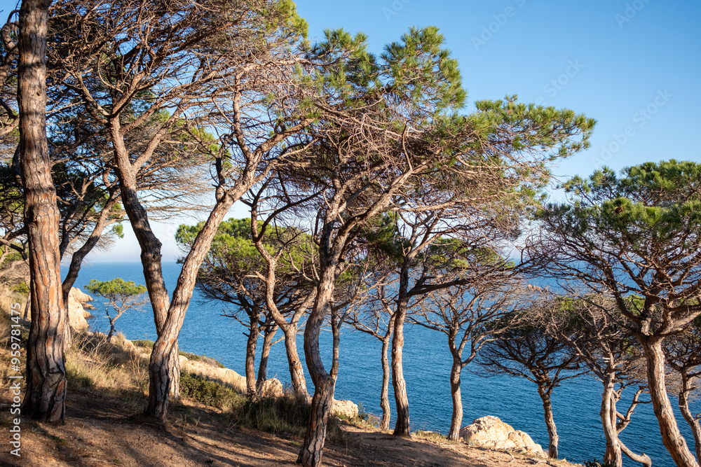 This image captures a Mediterranean forest with trees scattered across a hill, leading down to the expansive blue sea in the distance under a clear blue sky on a sunny day in Costa Brava Spain This image captures a Mediterranean forest with trees scattered across a hill, leading down to the expansive blue sea in the distance under a clear blue sky on a sunny day in Costa Brava Spain