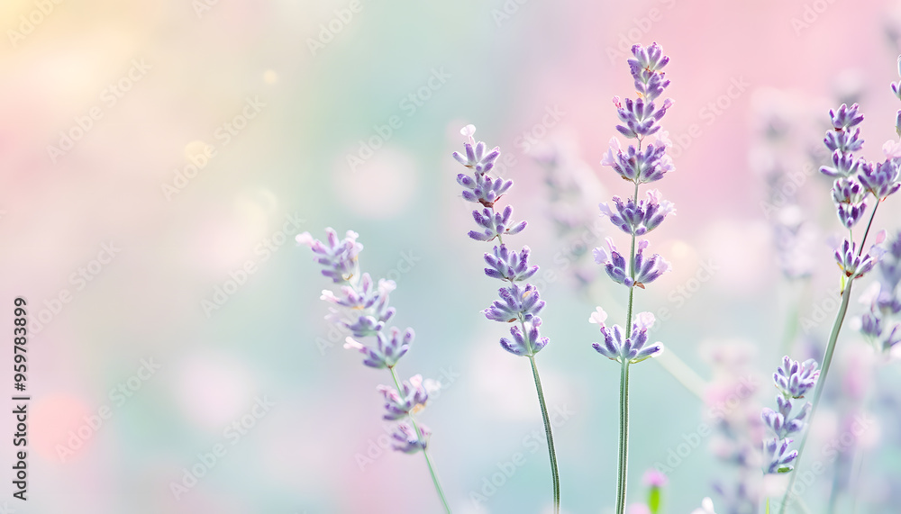 A single pastel color, such as mint green or lavender, providing a soothing and simple backdrop A single pastel color, such as mint green or lavender, providing a soothing and simple backdrop