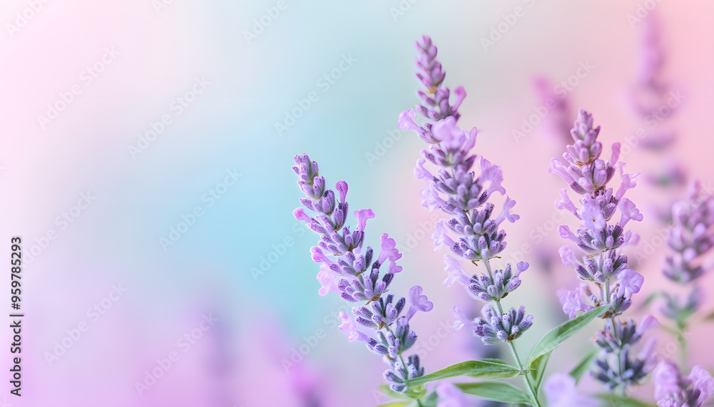 A single pastel color, such as mint green or lavender, providing a soothing and simple backdrop A single pastel color, such as mint green or lavender, providing a soothing and simple backdrop