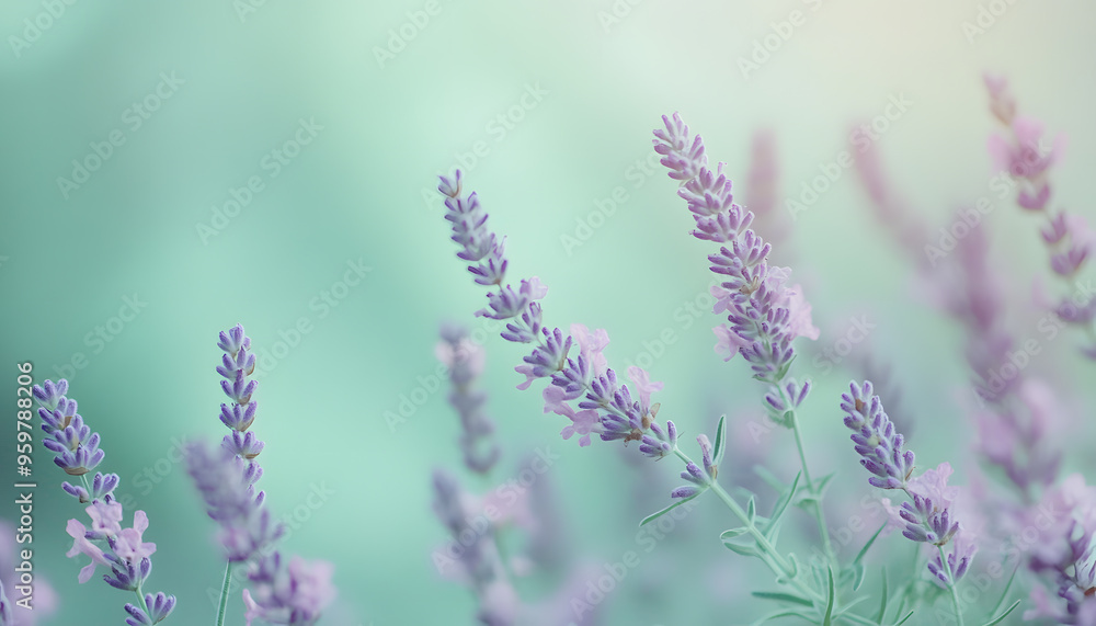 Obraz premium A single pastel color, such as mint green or lavender, providing a soothing and simple backdrop