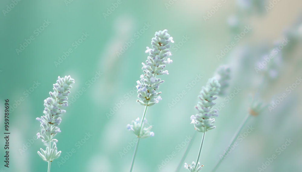 Obraz premium A single pastel color, such as mint green or lavender, providing a soothing and simple backdrop