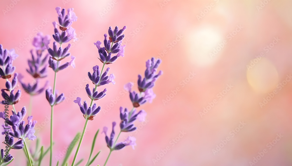 Obraz premium A single pastel color, such as mint green or lavender, providing a soothing and simple backdrop