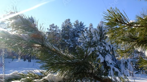 A calm, frozen winter scene. Amazing nature background. Frozen pine tree at sunrise close up. Winter wonderland. Idyllic nature photo