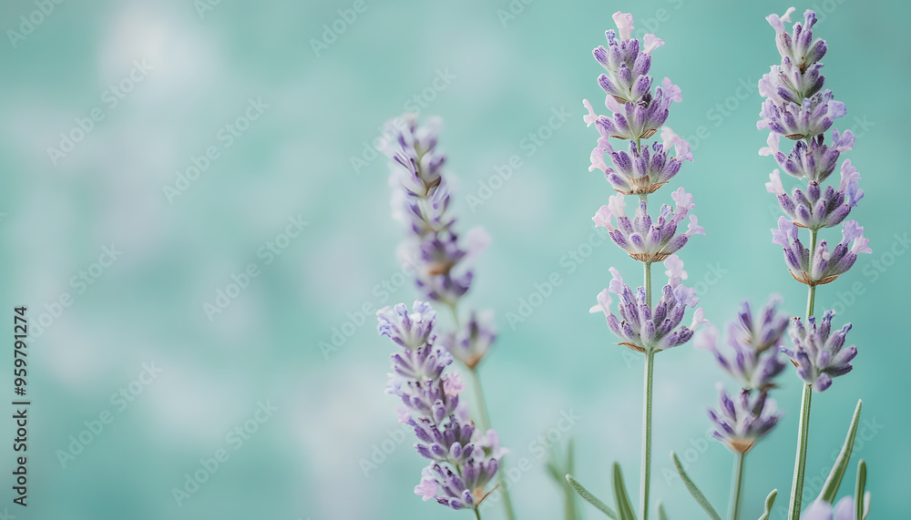 Obraz premium A single pastel color, such as mint green or lavender, providing a soothing and simple backdrop