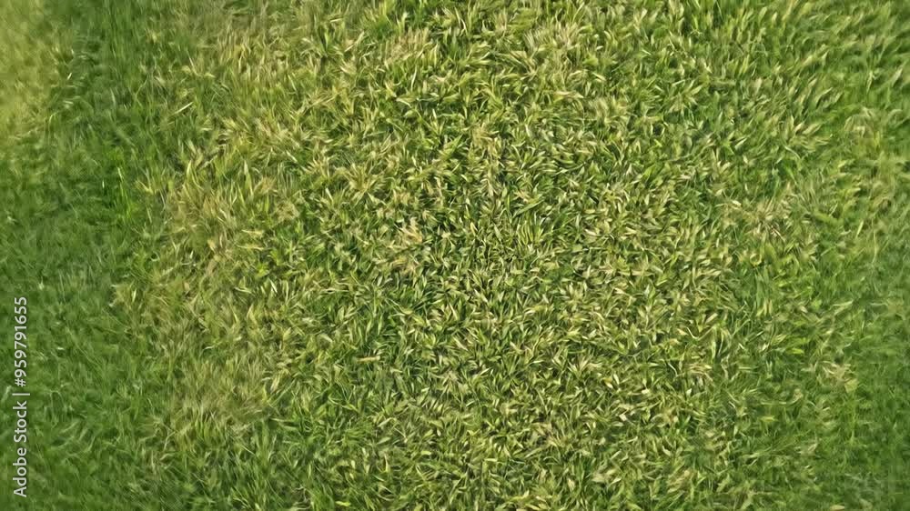 Flat lay rotating video of short, neatly trimmed grass covering the entire frame space. Flat lay rotating video of short, neatly trimmed grass covering the entire frame space.