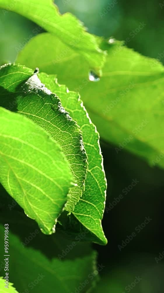 Watering on the garden leaves. Water droplets splashing from sprinkler on the green leaves. Vertical video Watering on the garden leaves. Water droplets splashing from sprinkler on the green leaves. Vertical video