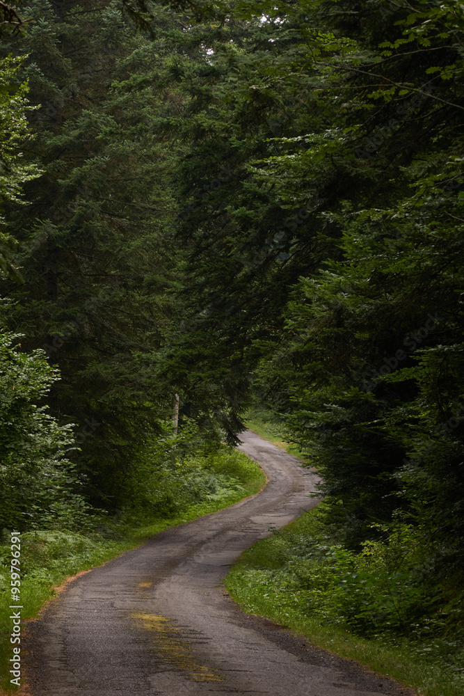 Fototapeta premium A beech forest in the Massif Central of France