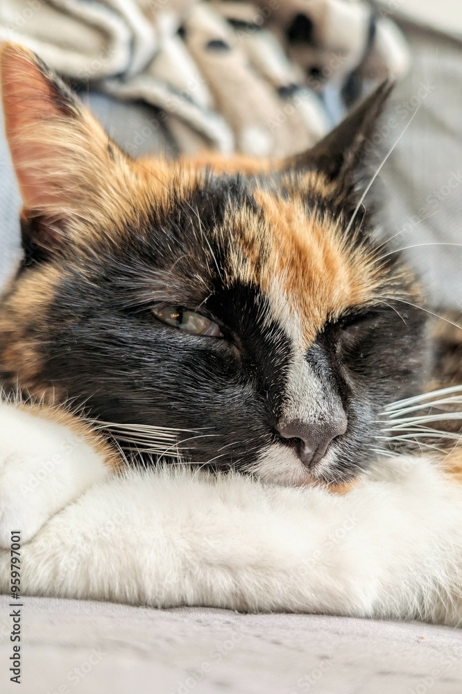 Portrait of cute three coloured cat sleeping on the bed, pets, animals and wildlife