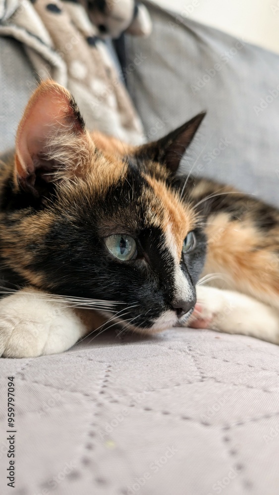 Portrait of cute three coloured cat sleeping on the bed, pets, animals and wildlife