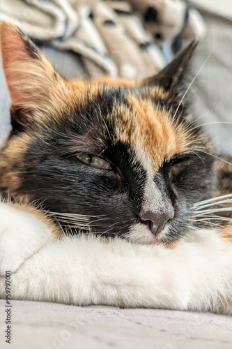 Obraz na płótnie Portrait of cute three coloured cat sleeping on the bed, pets, animals and wildlife w salonie