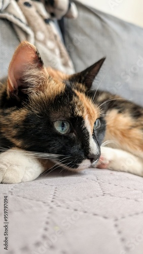 Obraz na płótnie Portrait of cute three coloured cat sleeping on the bed, pets, animals and wildlife w salonie