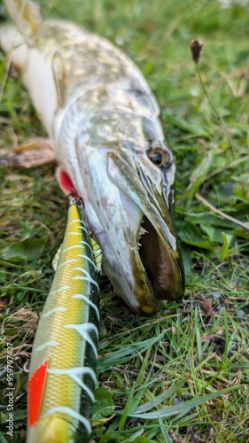 Obraz na płótnie Fish pike caught on lure and fishing rod in Corrib river at Galway, Ireland, fishing, angling, spinning, sport, catch and release, animals and wildlife w salonie
