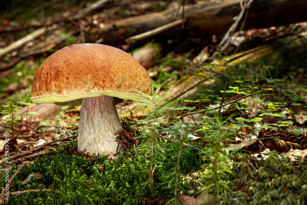 White mushroom in a mountain forest. Wet forest with mushrooms. White mushroom in a mountain forest. Wet forest with mushrooms.