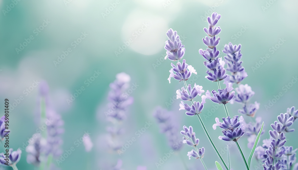Fototapeta premium A single pastel color, such as mint green or lavender, providing a soothing and simple backdrop