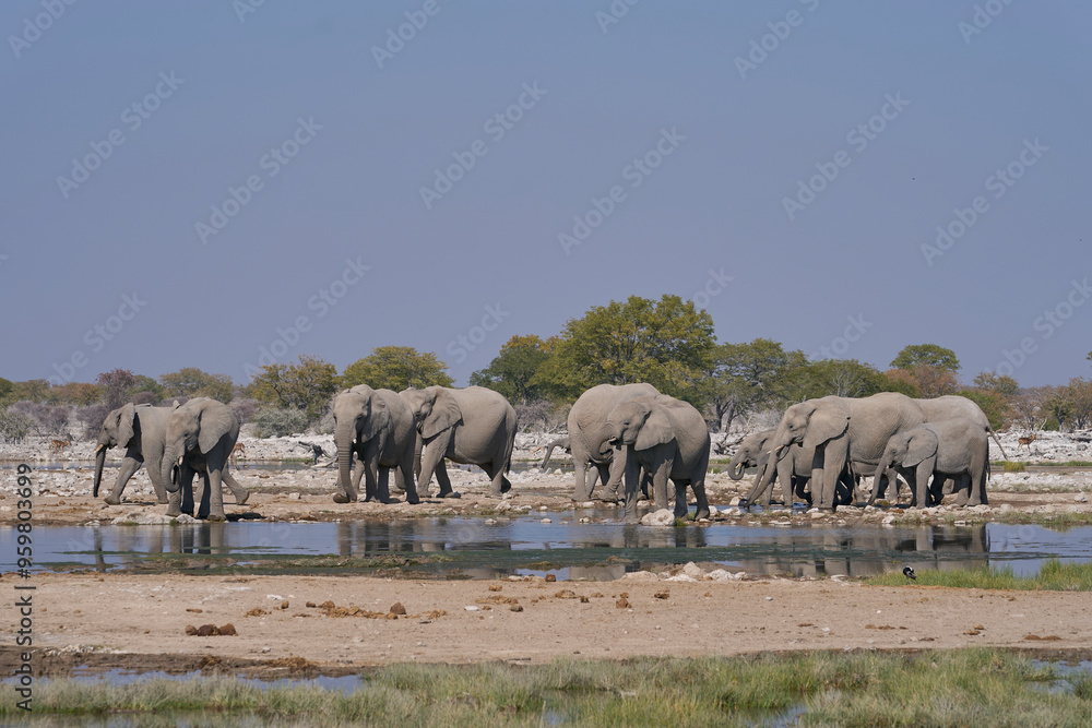 Obraz premium Herd of african elephant (Loxodonta africana) at a waterhole in Etosha National Park in Namibia.