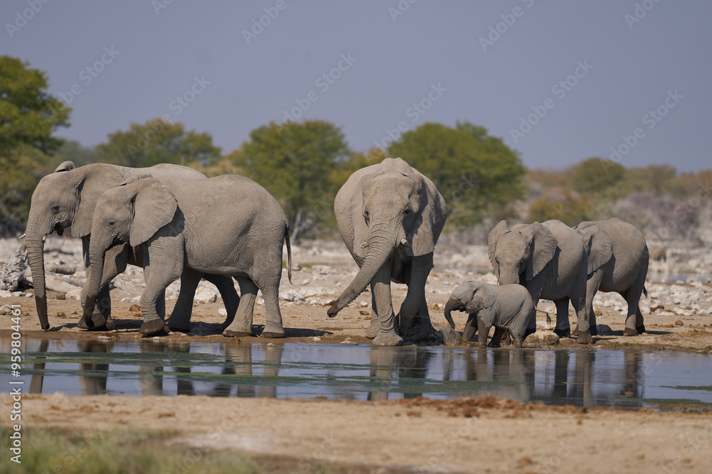 Fototapeta premium Herd of african elephant (Loxodonta africana) at a waterhole in Etosha National Park in Namibia.