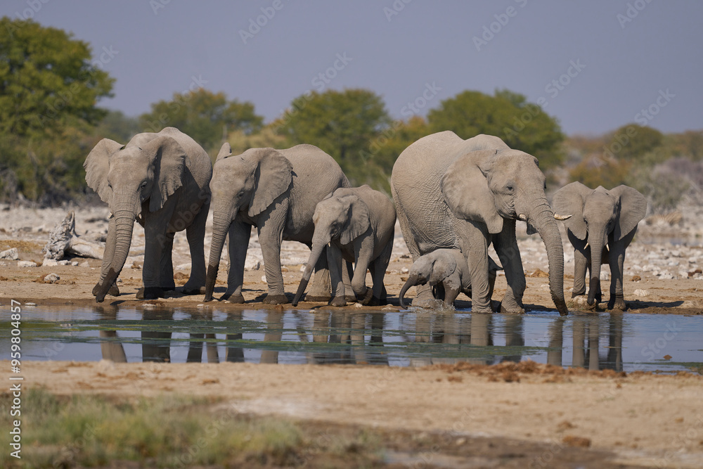 Fototapeta premium Herd of african elephant (Loxodonta africana) at a waterhole in Etosha National Park in Namibia.