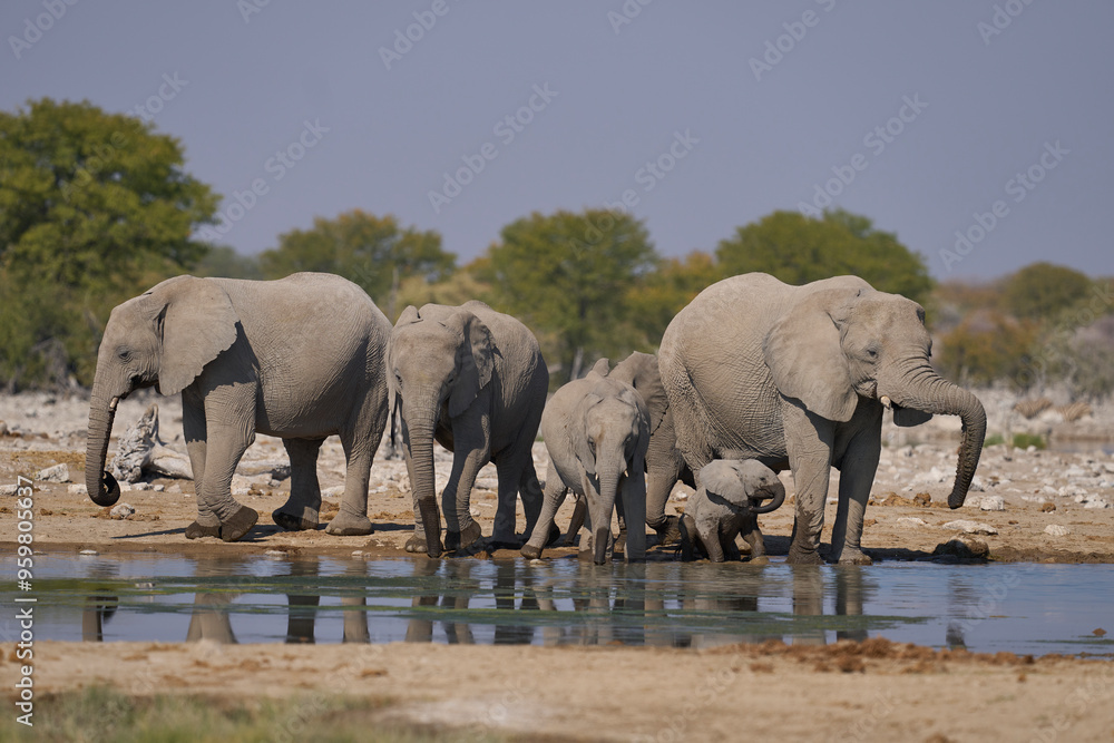 Obraz premium Herd of african elephant (Loxodonta africana) at a waterhole in Etosha National Park in Namibia.