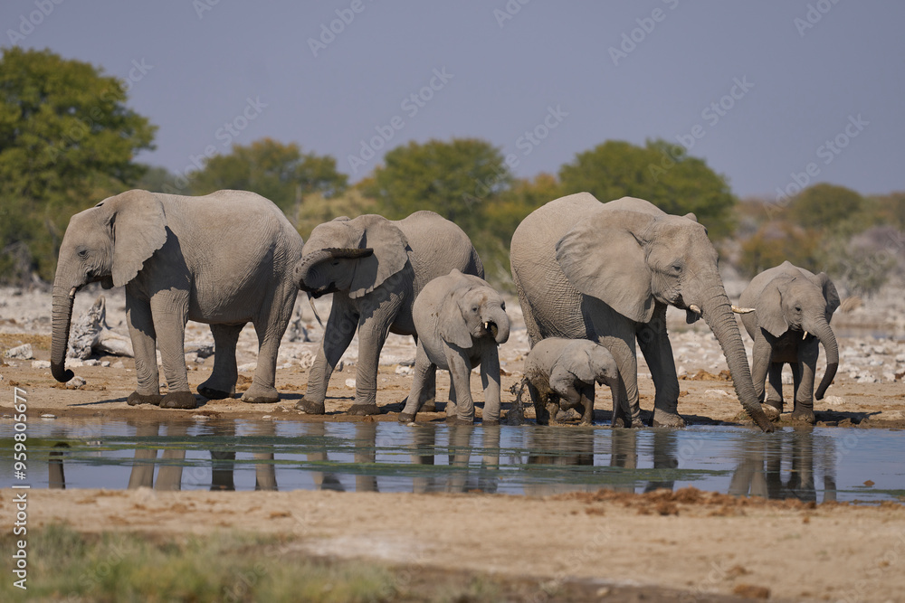 Obraz premium Herd of african elephant (Loxodonta africana) at a waterhole in Etosha National Park in Namibia.