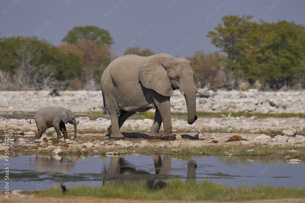 Herd of african elephant (Loxodonta africana) at a waterhole in Etosha National Park in Namibia. Herd of african elephant (Loxodonta africana) at a waterhole in Etosha National Park in Namibia.
