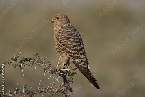 Greater Kestrel (Falco rupicoloides) perched on a branch in Etosha National Park, Namibia 