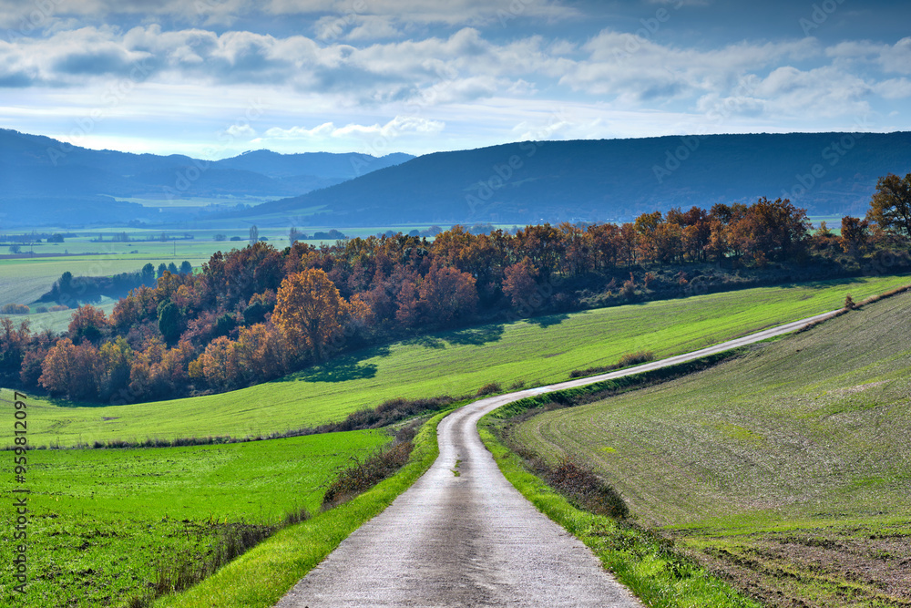 Naklejka premium A road runs and a lush green field with trees in the background. Navarra, Spain