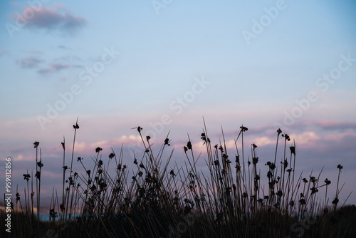 Twilight shadows photo