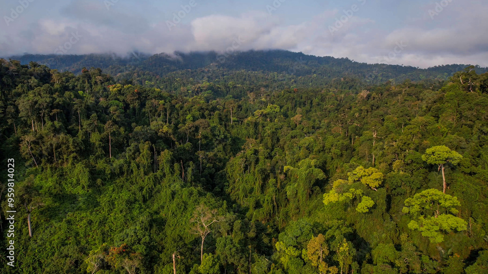 Aerial view of lush Amazon rainforest highlighting biodiversity and conservation efforts in South America Aerial view of lush Amazon rainforest highlighting biodiversity and conservation efforts in South America