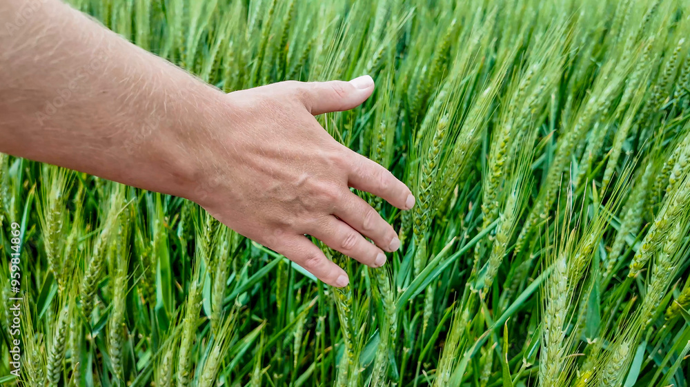 A Caucasian person's hand gently touches wheat spikes in a lush field, symbolizing sustainable agriculture and harvest season