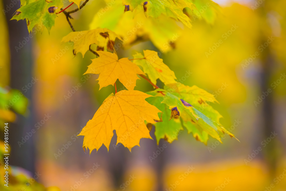 maple forest glade covered by red dry leaves, beautiful autumn park landscape maple forest glade covered by red dry leaves, beautiful autumn park landscape