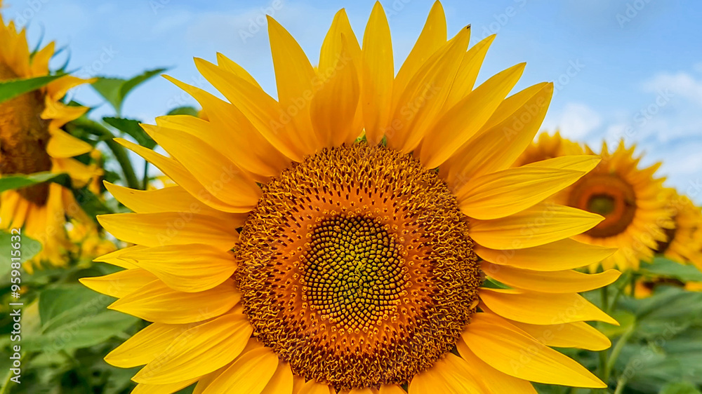 Naklejka premium Vivid sunflower blossom under clear blue sky, symbolizing summer, growth, and positivity, ideal for seasonal nature themes