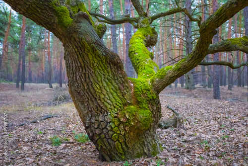 alone oak tree in the cuiet autumn forest covered by moss photo