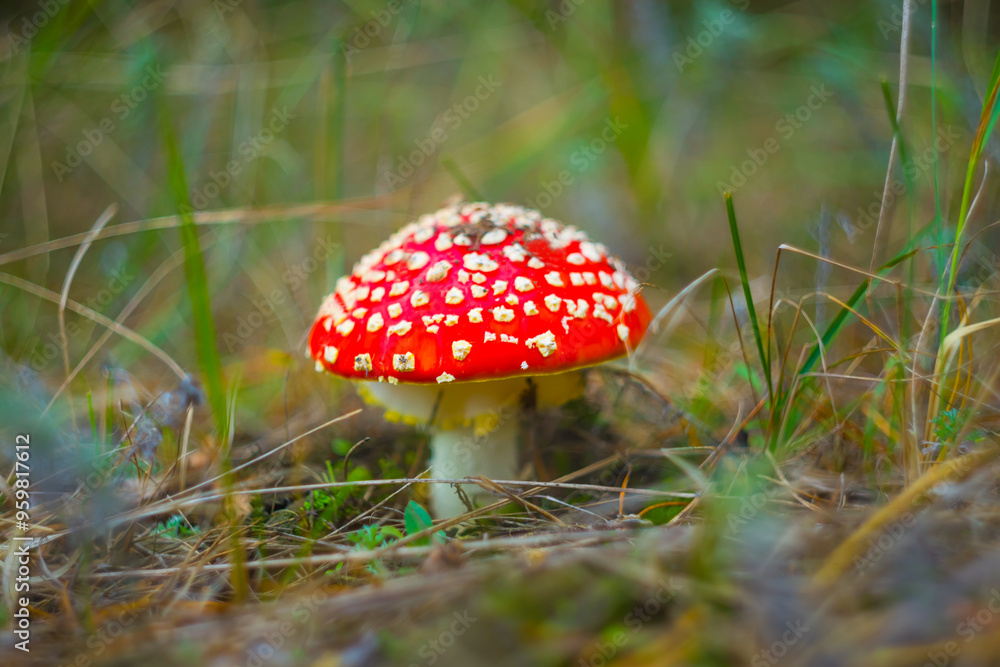 closeup red flyagaric mushroom in autumn forest