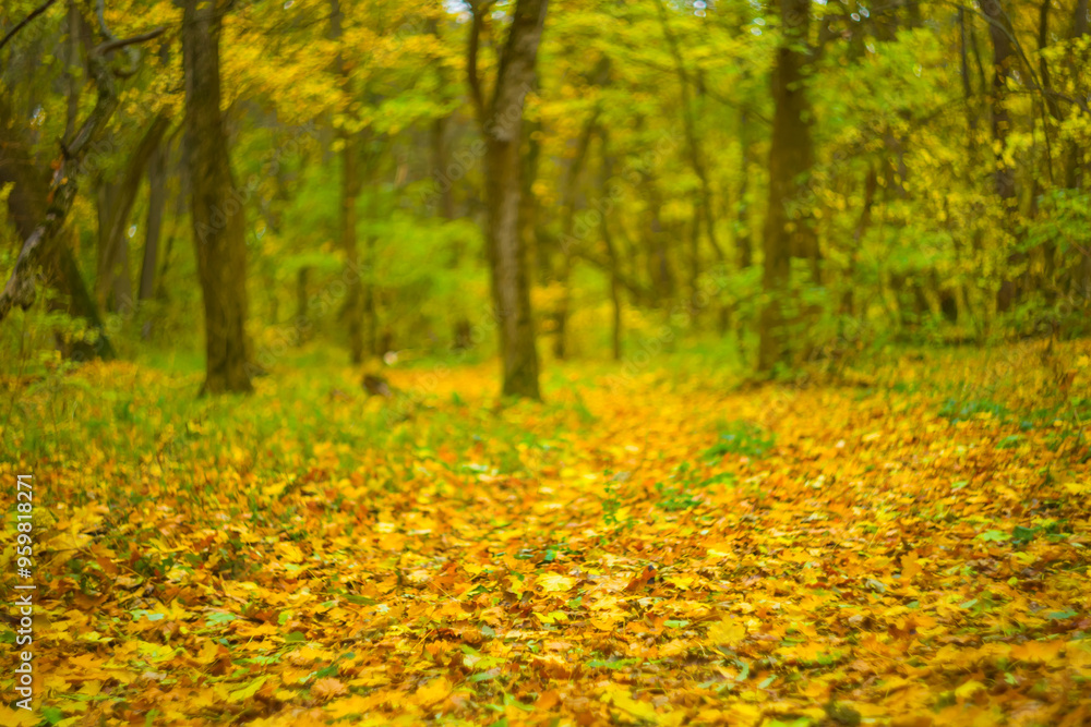 maple forest glade covered by red dry leaves, beautiful autumn park landscape maple forest glade covered by red dry leaves, beautiful autumn park landscape