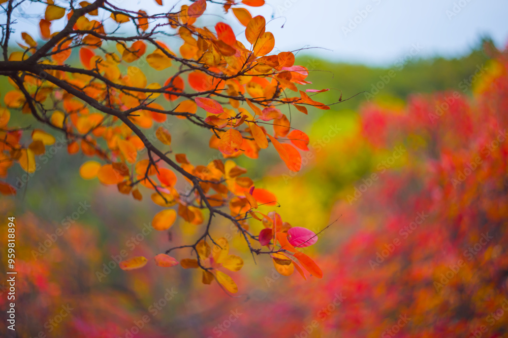 closeup red dry tree branch in forest, beautiful natural seasonal background closeup red dry tree branch in forest, beautiful natural seasonal background