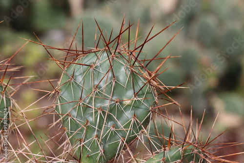 kaktus opuncja Opuntia Hybrid Rom kolce brązowe czerwone łososioworóżowy